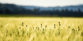 Co oznacza żółta kropka na metce Reserved?