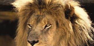 Czy kosmetolog usuwa blizny?