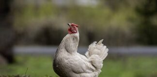 Czy na kosmetologii jest anatomia?