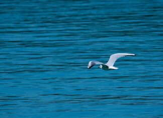 Jak się nazywa końcówka ułatwiająca barmanowi dozowanie składników drinków?