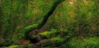 Jaki wózek na nierówny teren?