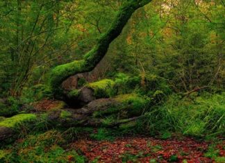 Jaki wózek na nierówny teren?