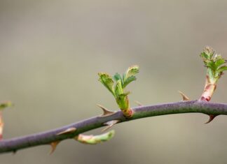 Co to jest centralne repozytorium kas?