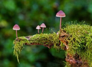 Jakie są rodzaje wag?