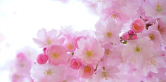 Jakie kwiaty nadają się do salonu fryzjerskiego?