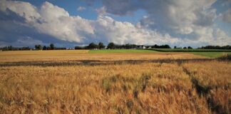 Jaki magazyn na zboże?