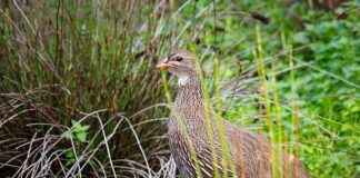 Jaki kraj ma 8 w kodzie kreskowym?