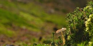 Dlaczego niektórych Kubków nie można myć w zmywarce?