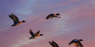 Jak wygląda 20 zł z 1994 roku?