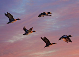 Jak wygląda 20 zł z 1994 roku? Jak wygląda 20 zł z 1994 roku?