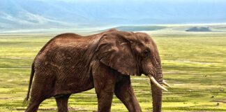 Czy w manekinie można rezerwować stolik?