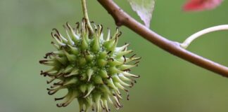 Ile kosztuje likwidacja kasy fiskalnej?