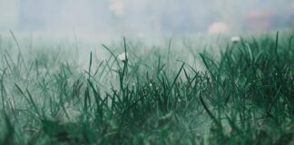 Ile można mieć na własny użytek?