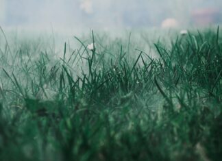 Ile można mieć na własny użytek?