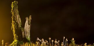 Jakie są rodzaje zapasów?