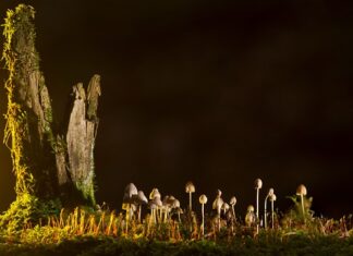 Jakie są rodzaje zapasów?