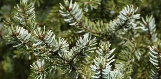 Jaką grubość igły do maszyny?