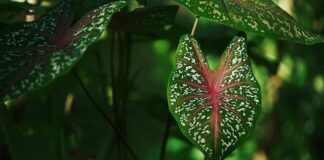 Co to znaczy Tare na wadze?