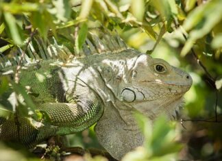 Czy Waga manipuluje?