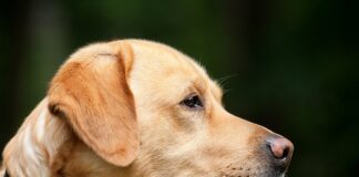 Czy można mieć psa w salonie fryzjerskim?