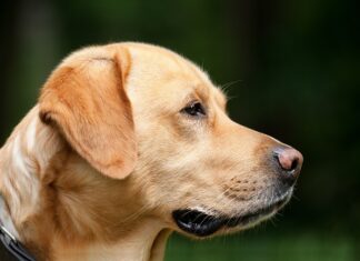 Czy można mieć psa w salonie fryzjerskim?