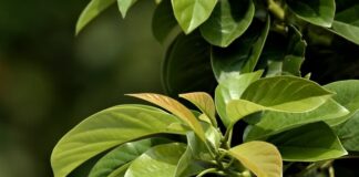 Jaka waga przy 190 cm wzrostu?