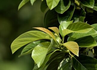 Jaka waga przy 190 cm wzrostu?