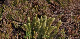 Czy Widlakiem można jeździć po ulicy?