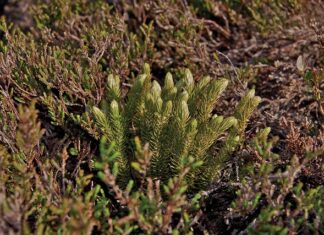 Czy Widlakiem można jeździć po ulicy?