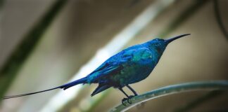 Czy faktura jest fiskalna?