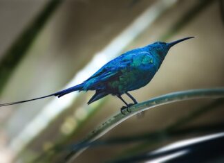 Czy faktura jest fiskalna? Czy faktura jest fiskalna?