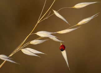 Ile zarabia się w Biedronce?