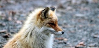 Jaki jest kod kreskowy Rosji?