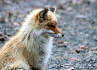 Jaki jest kod kreskowy Rosji?