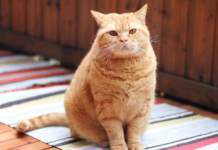 Mokra karma a kontrola wagi kota: jak karmić sycąco i rozsądnie Mokra karma a kontrola wagi kota