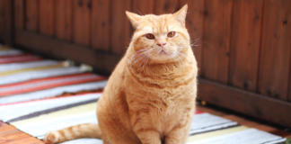 Mokra karma a kontrola wagi kota: jak karmić sycąco i rozsądnie Mokra karma a kontrola wagi kota