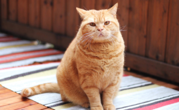 Mokra karma a kontrola wagi kota: jak karmić sycąco i rozsądnie Mokra karma a kontrola wagi kota